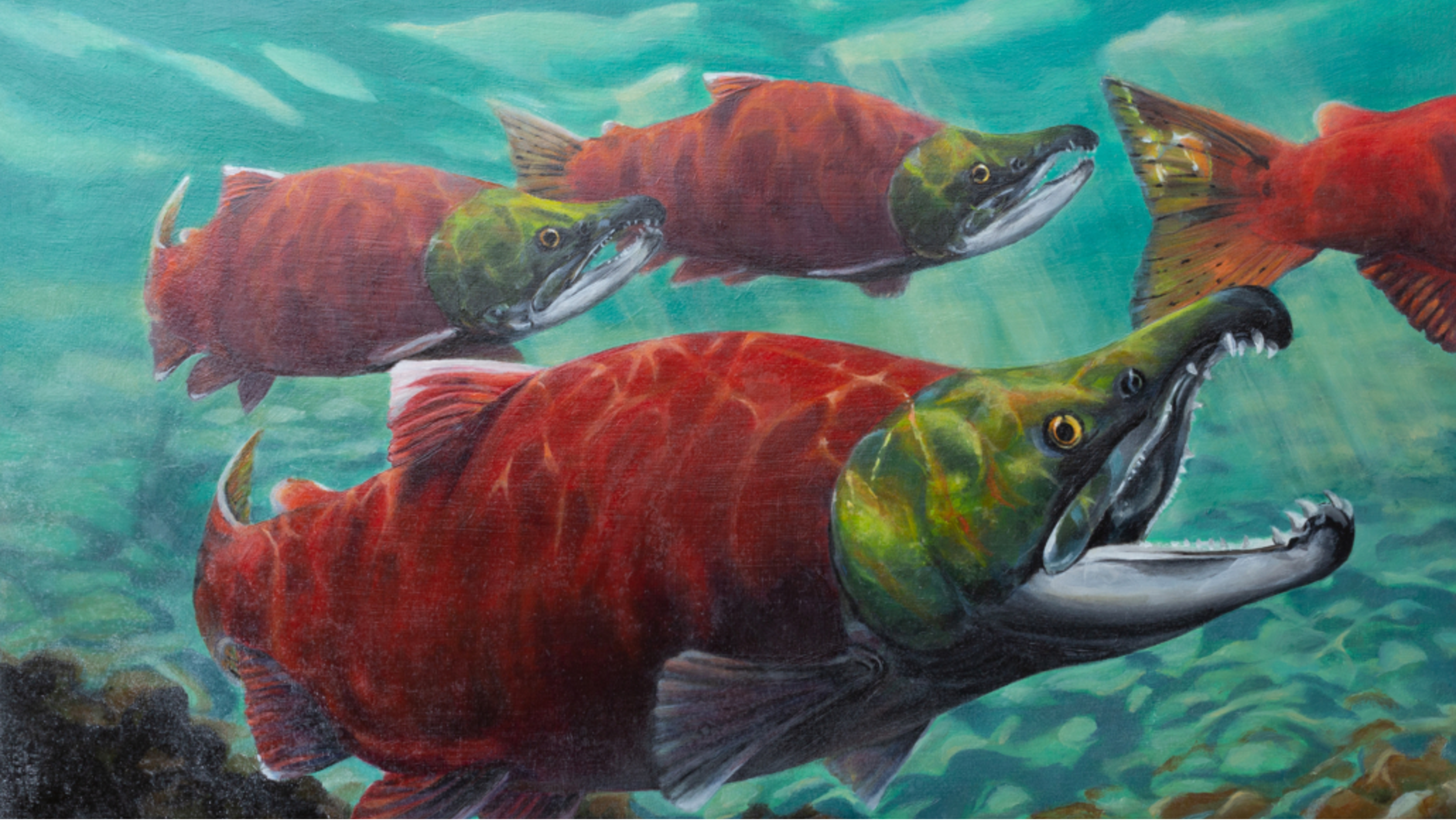 Illustration of adult sockeye salmon swimming underwater