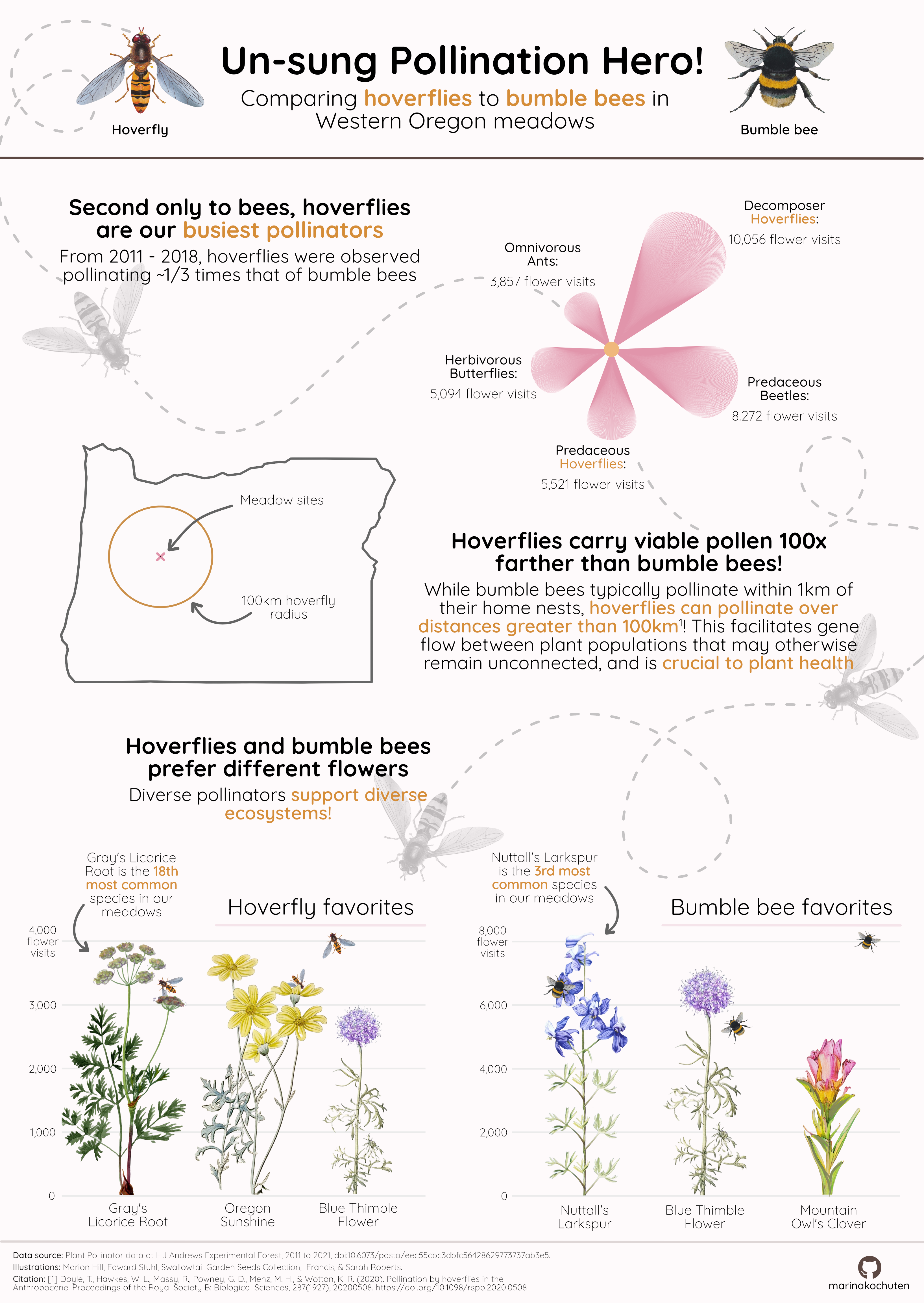 An infographic titled Un-sung pollination hero: Comparing hover flies to bumble bees in Western Oregon meadows. There is one plot shaped like a flower showing that hover flies are the busiest pollinators second only to bees, a map of Oregon showing the study site surrounded by a 100km circle showing the radius that hover flies can travel, and a lollipop chart at the bottom, where the lines are overlaid with flower illustrations, showing the top 3 species for hoverflies and bumble bees