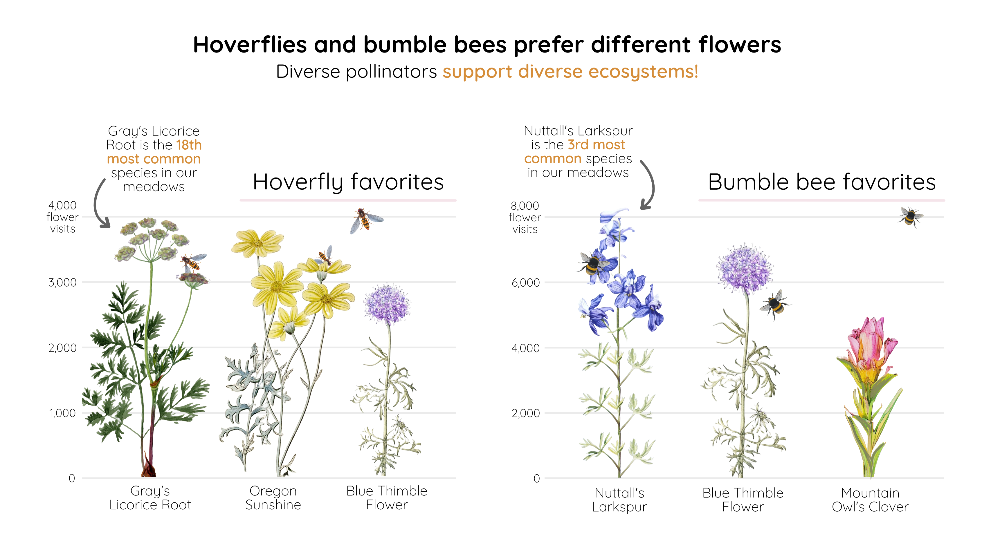 A lollipop chart titled Hoverflies and bumble bees prefer different flowers: diverse pollinators support diverse ecosystems. On the left are hoverflies favorite flowers, with flowers on the x-axis and number of flower visits on the y-axis. On the right are bumble bees favorite flowers, also with flowers on the x-axis and number of flower visits on the y-axis. The lines are overlaid with illustrations of each of the flowers.
