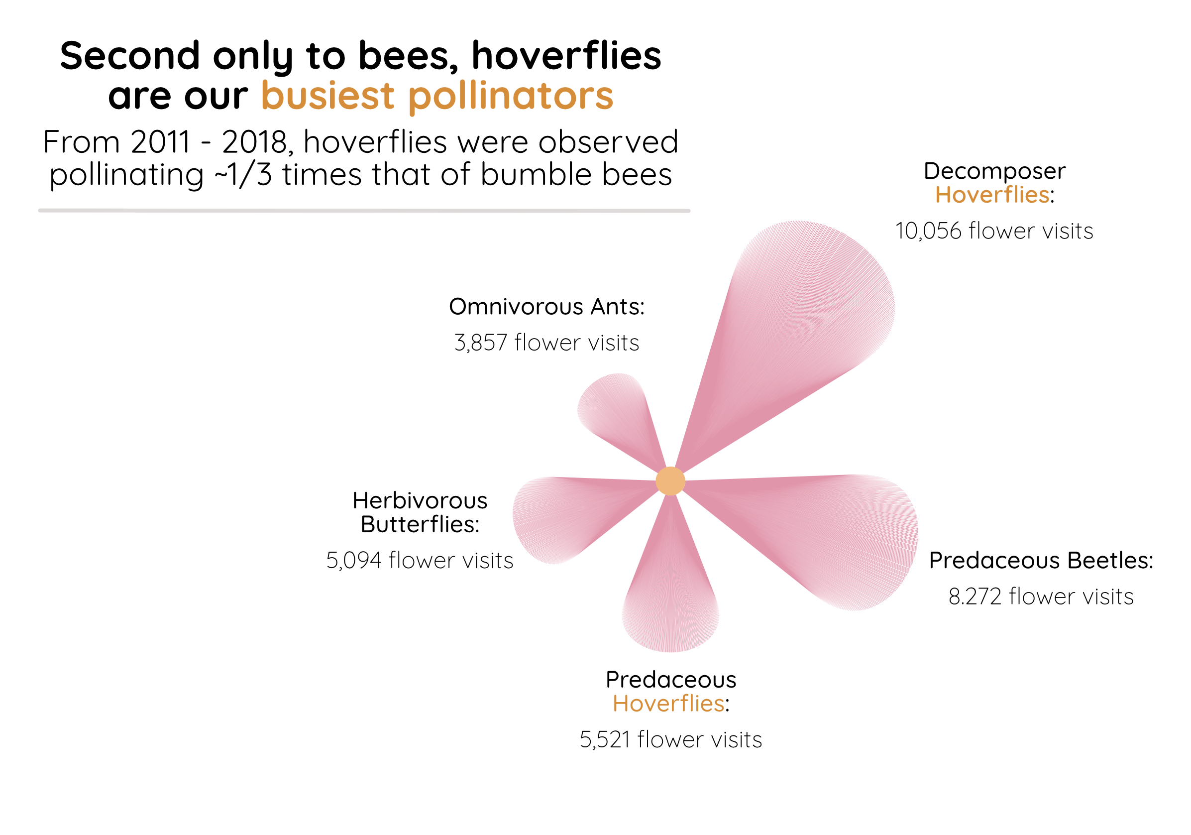 A flower shaped pie chart titled Second only to bees, hoverflies are our busiest pollinators: From 2011 - 2018, hoverflies were observed pollinating ~1/3 times that of bumble bees. Each petal represents a different pollinator, and the size is congruent to the number of times that pollinator was seen visiting a flower. Decomposer hoverflies are the largest group.