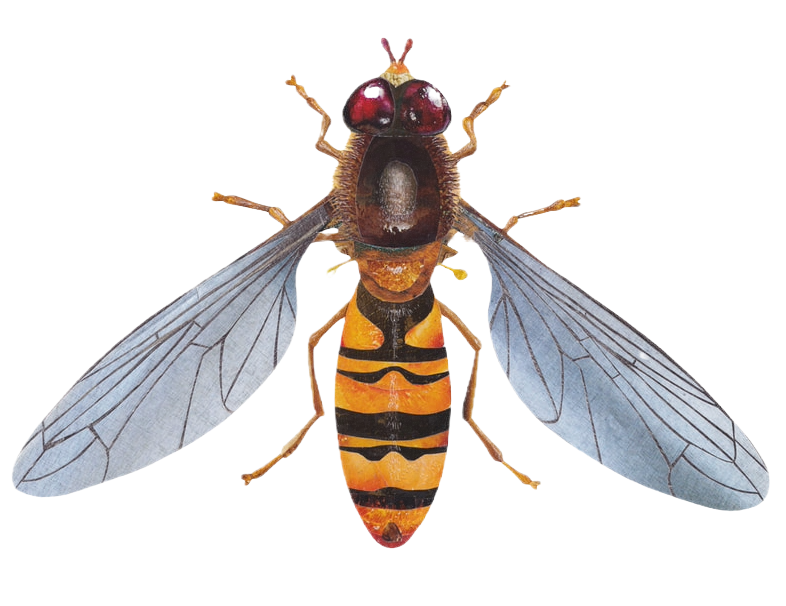 Scientific illustration of a hoverfly, looking straight down at its back with its wings spread